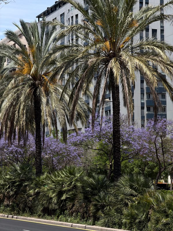Palm trees photographed against Valencia cityscape backdrop