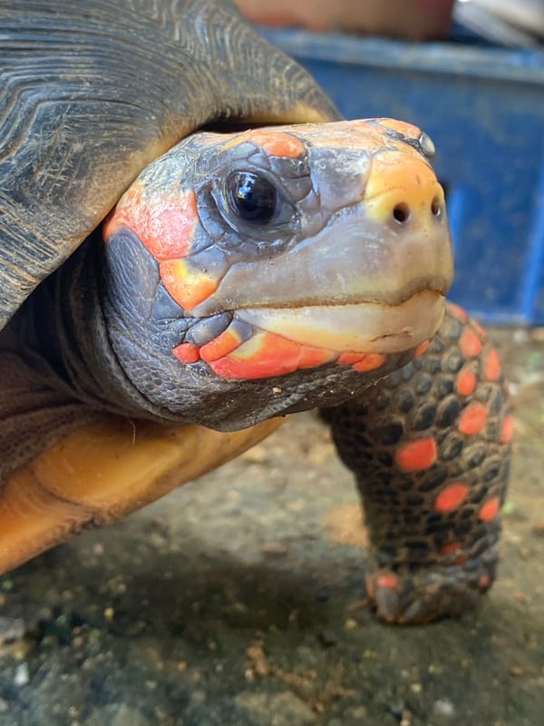 Wildlife photography session documents tortoise, cat, chicken in Tinaquillo