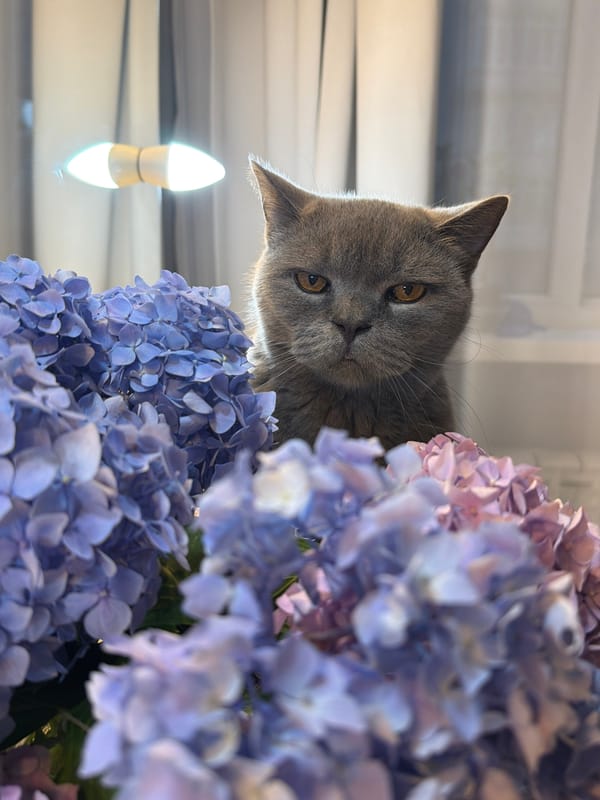 Cat, selfies, and rainy Sochi streets on a grey morning