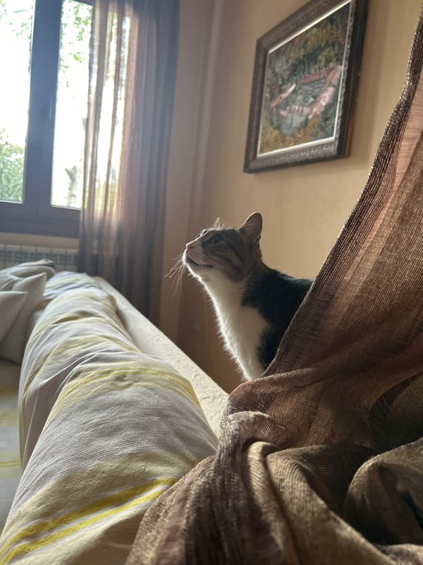 Cat observed in residential room with striped bedding