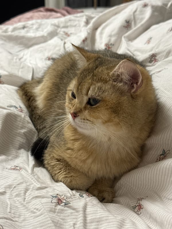 Golden cat rests peacefully on patterned bed in Bulgaria