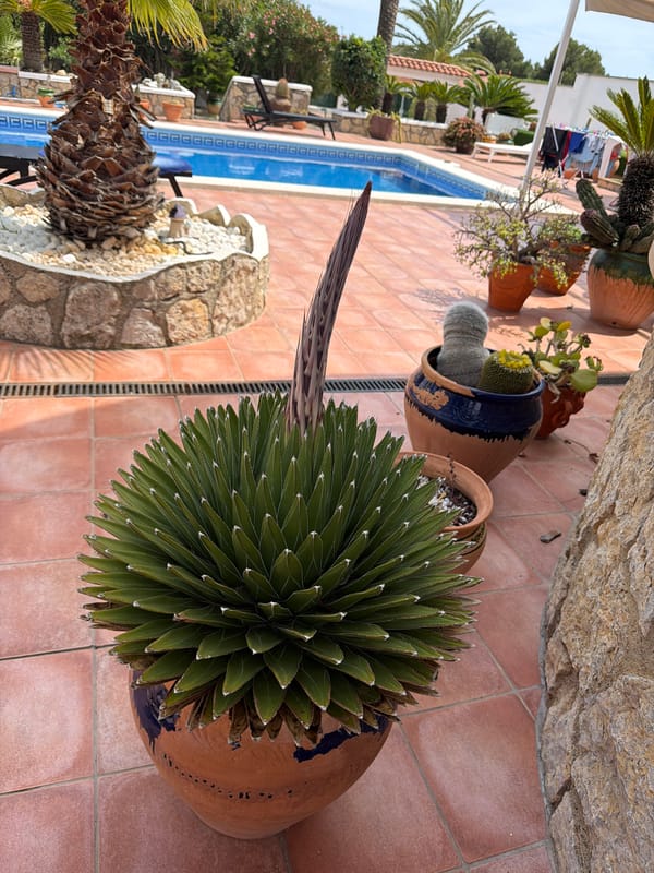 Flowering agave plant documented on Spanish patio terrace