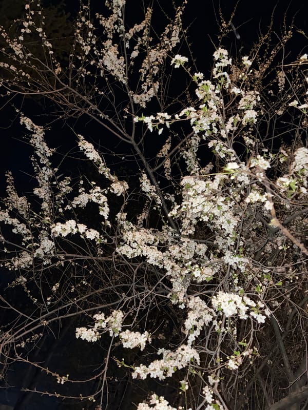Blooming tree and quirky selfie captured during evening hours