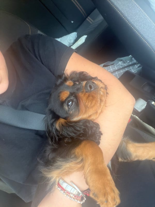Puppy rests on passenger's lap in vehicle in Mexico