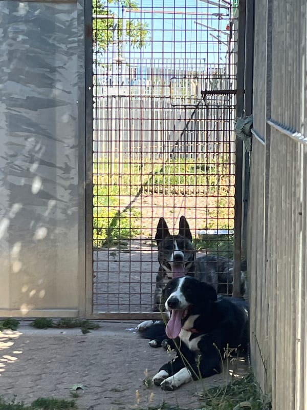 Dogs out on a warm afternoon in rural Belgium