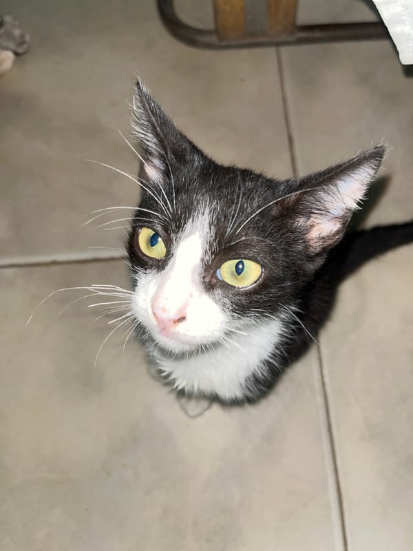 Tuxedo cat photographed multiple times in Tinaquillo evening setting