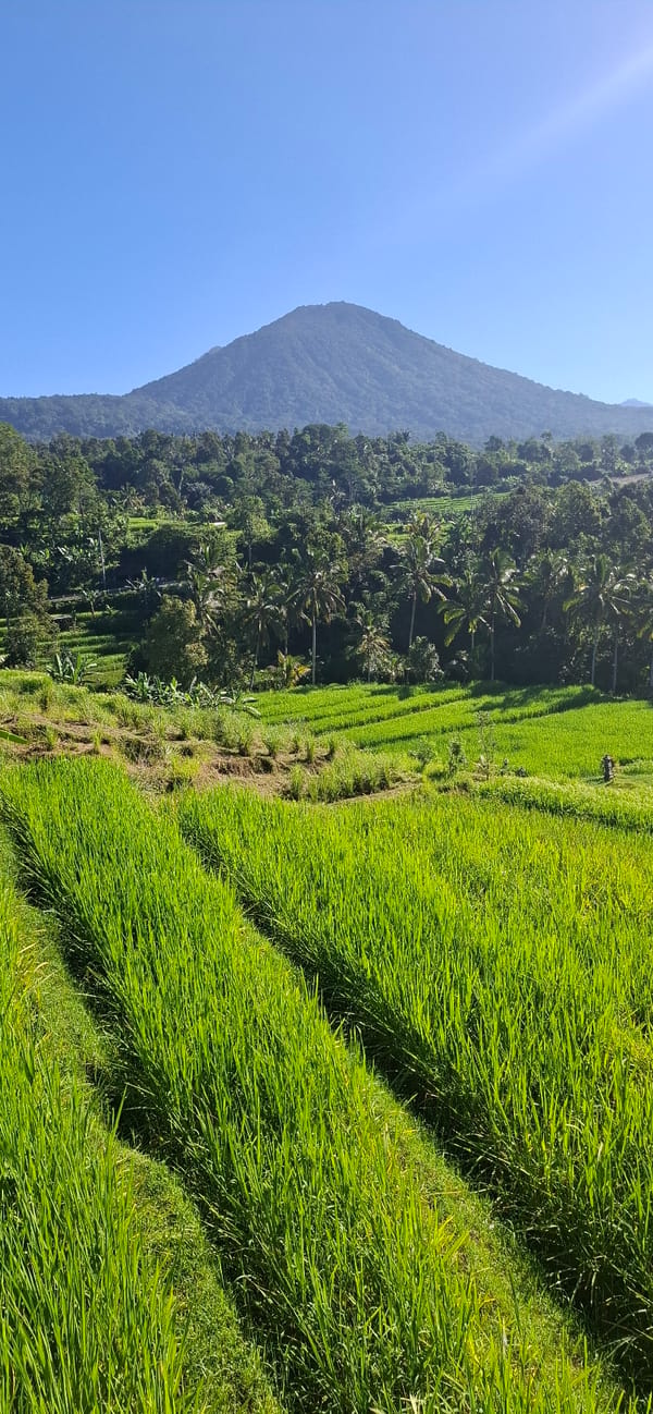 Green rice terraces documented in sunny Penebel, Indonesia