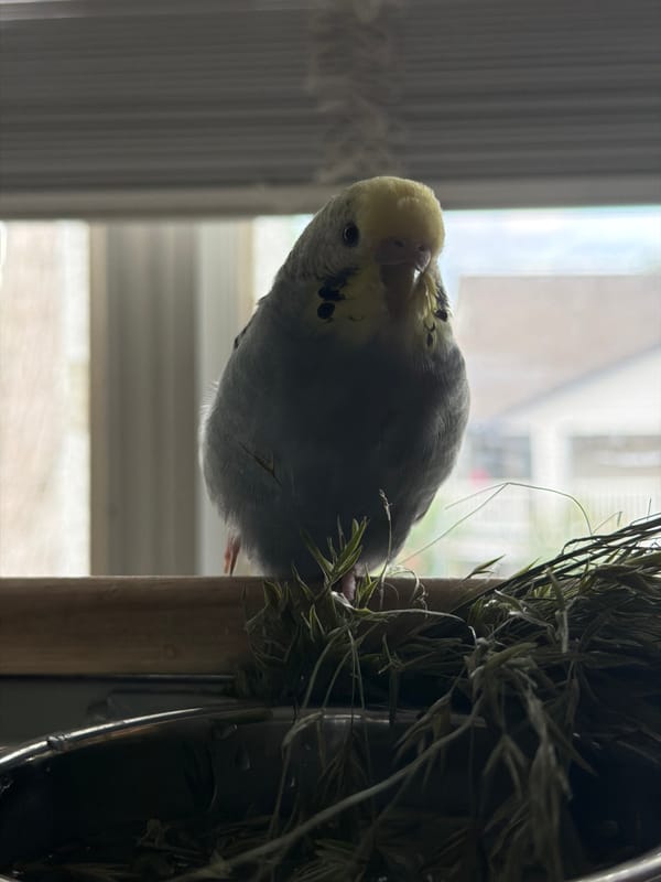 Colorful budgerigars at home in Alpharetta