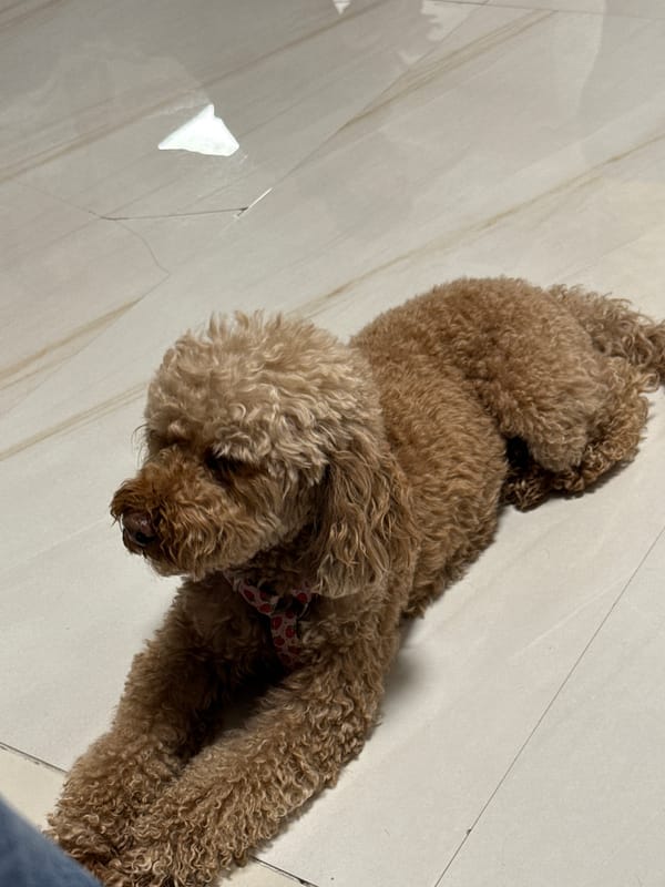 Poodle rests on floor as owner reaches out