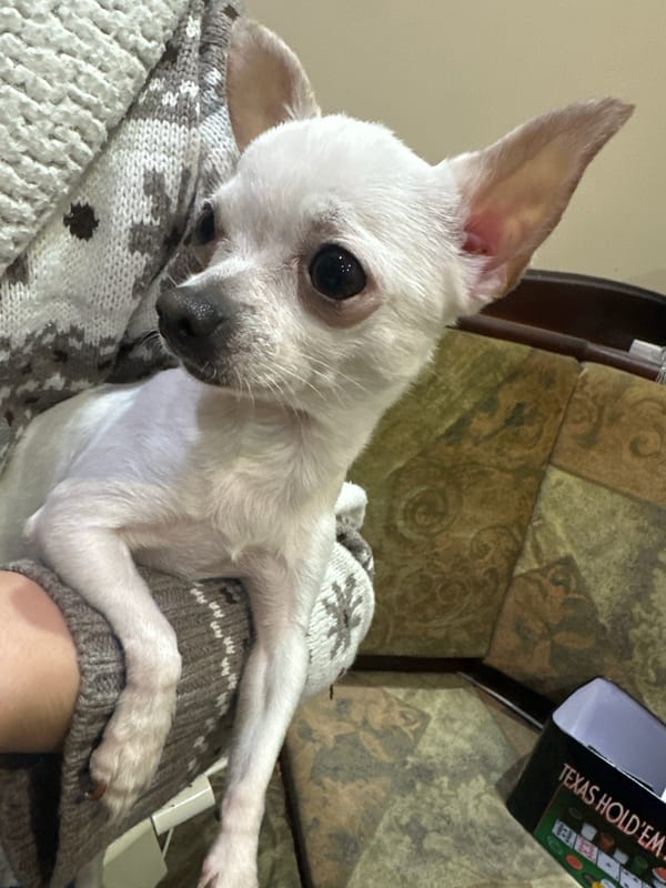 Pet owner cuddles white Chihuahua during cozy evening in Bulgaria