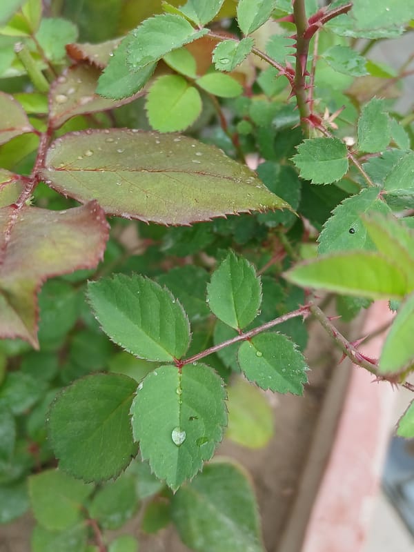 Morning scenes captured in Quetta: rose gardens and children playing