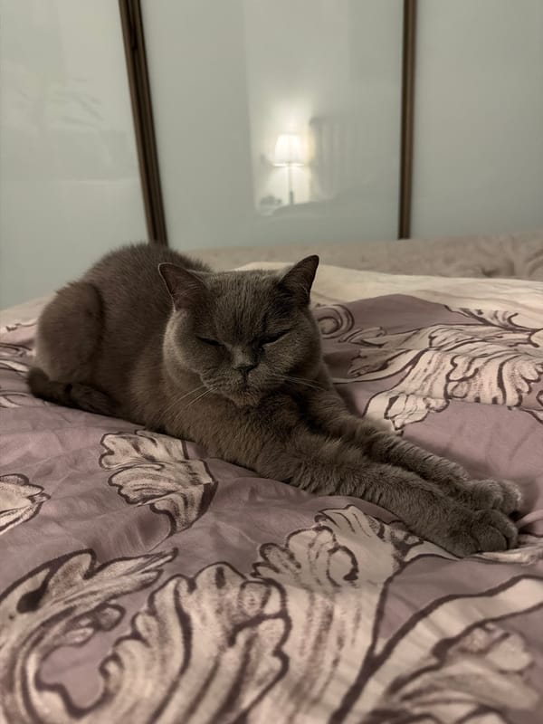 Gray cat sleeps on floral bedspread in Riga