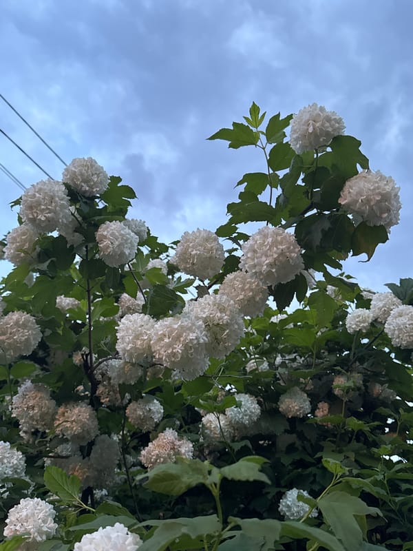 Evening suburban life documented in Shcherbinka residential district