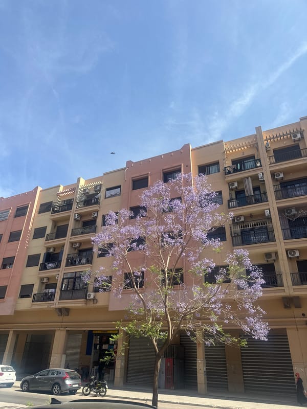 Jacaranda tree blooms purple on Marrakesh street