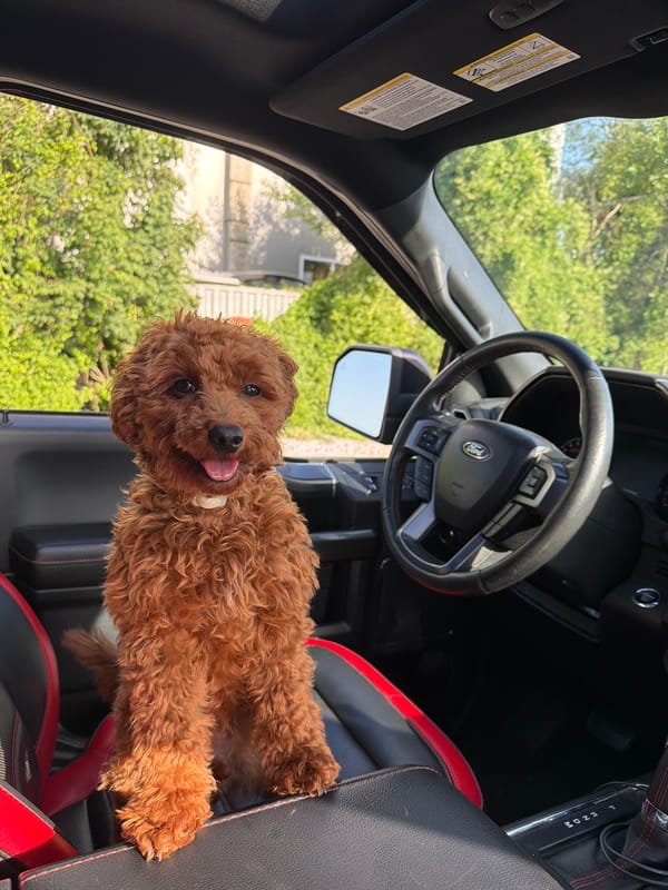 Poodle mix makes itself at home in a parked car