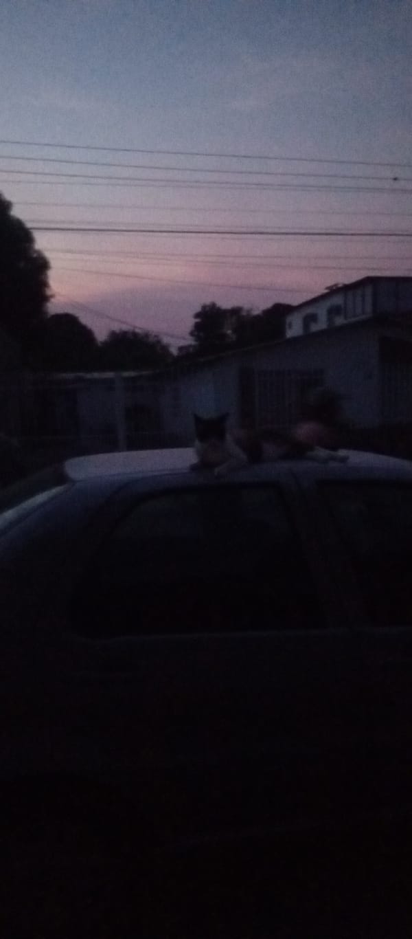 Domestic life documented in Tinaquillo: cats, plants, cooking, cycling