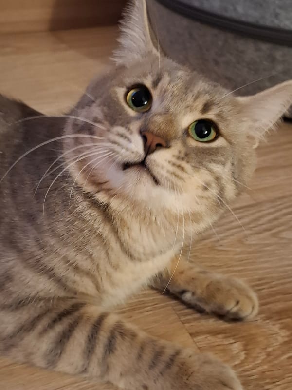 Quiet evening with tabby cat in Serbian home