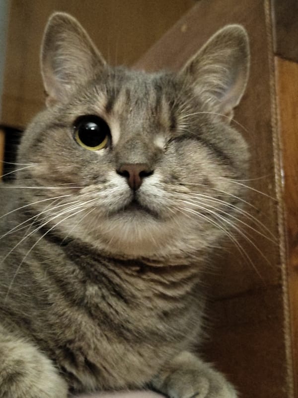 Grey tabby caught mid-wink in close-up
