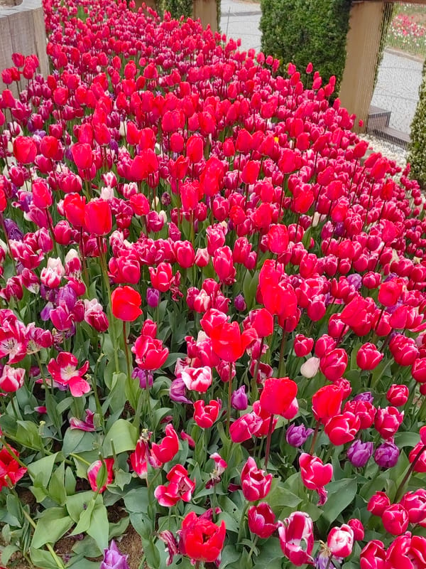 Vibrant tulip display documented in bloom across Sarıyer gardens
