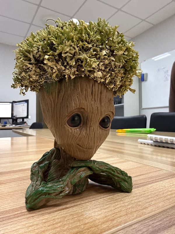 Groot-themed office planter spotted in Krasnoyarsk workplace