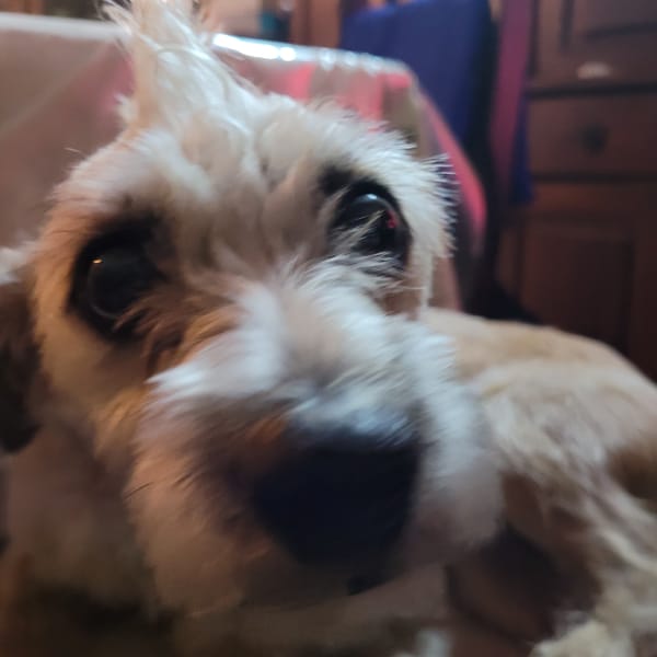 Dog photographed resting indoors in Catamarca, Argentina