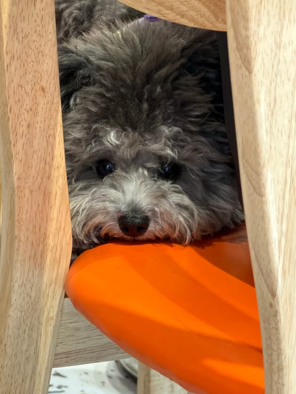 Gray dog spotted between wooden slats in Wulingyuan