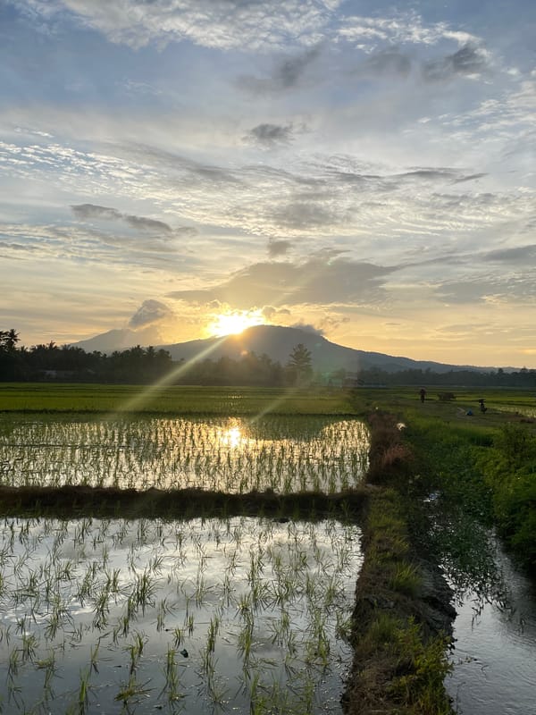 Rice paddies at work in rural Khang Tanjong, Indonesia