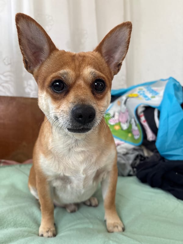 Chihuahua rests on bed among clothes in Kuklen, Bulgaria