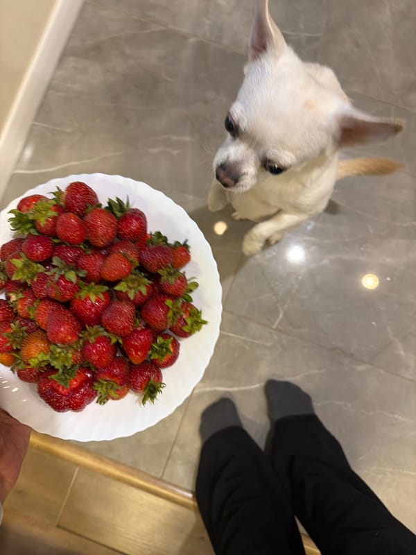 Strawberries, a curious dog, and green Russian countryside