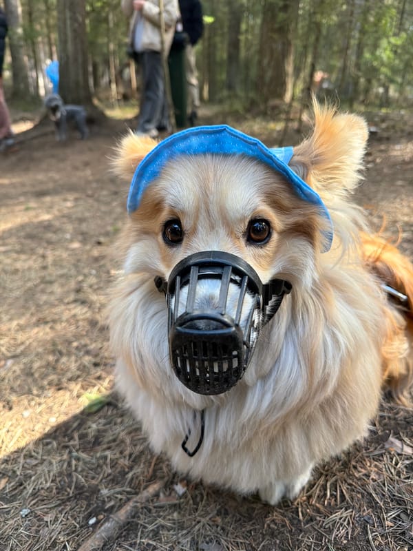 Muzzled dog rests in Russian pine forest