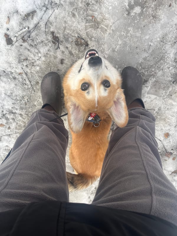 Person with corgi dog spotted on snowy ground in Novosibirsk