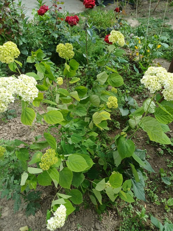 Garden vegetation documented in Kyzyl-Kyya, Kyrgyzstan