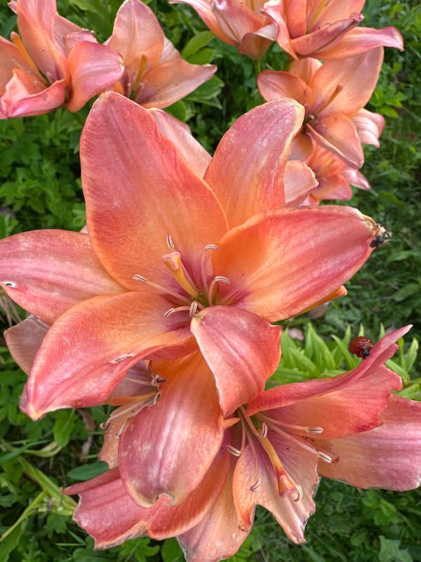Summer garden flowers in bloom, Tilteliai, Lithuania