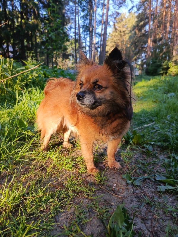 Spring night walk documented in Chaikovsky, Russia with dog