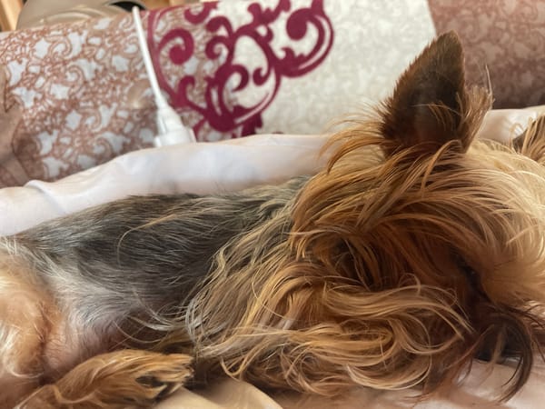Yorkshire Terriers rest peacefully on bed in Burgas