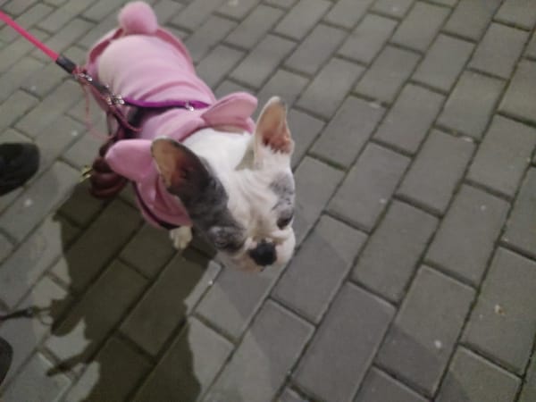 Basset Hound photographed in low-angle shot in Burgas