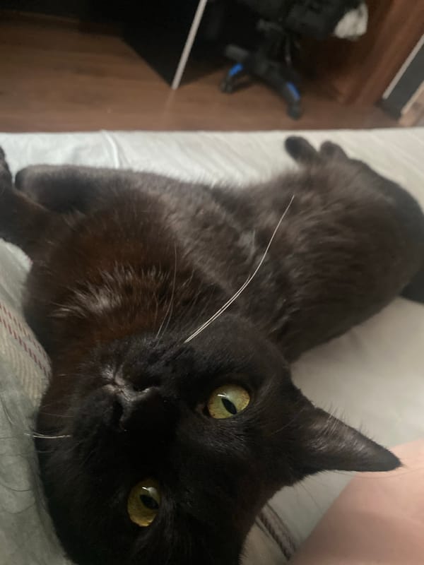 Black cat's morning rest documented in Izhevsk home