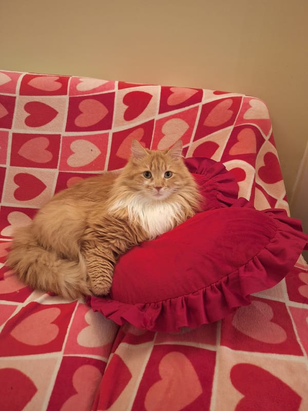 Orange cat rests beside tulip bouquet in Varna home