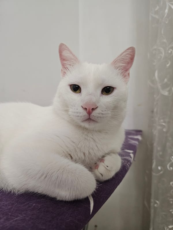 White cat claims a purple ironing board, fully unbothered.