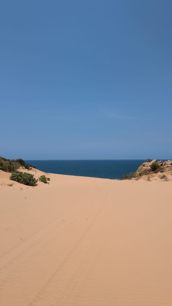 Purple flowering vines documented growing on sand dunes in Vietnam