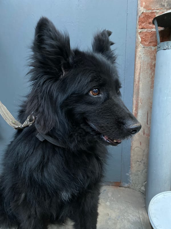 Fluffy black dog chills on concrete, leashed and camera-ready