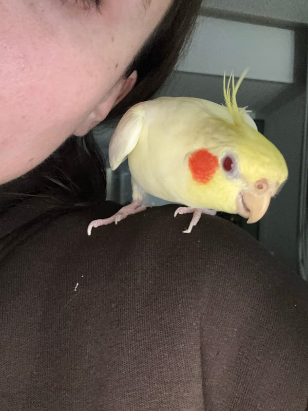 Evening scenes and pet bird interactions in Krasnoyarsk