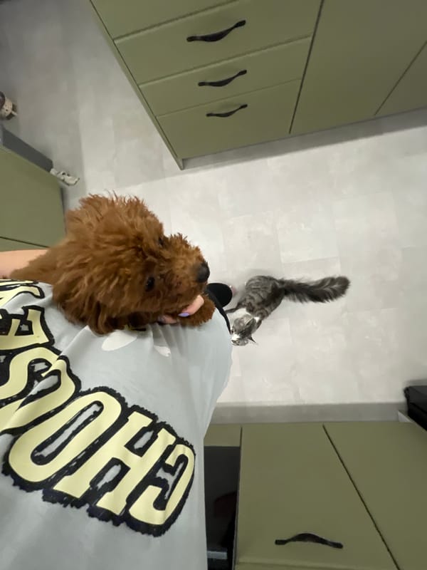 Morning pet time captured in Sofia apartment