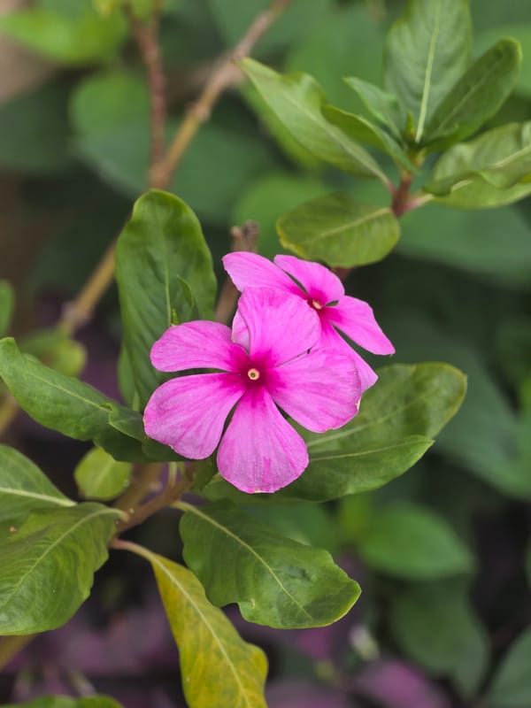Pink periwinkle flowers documented in Shunde District, China