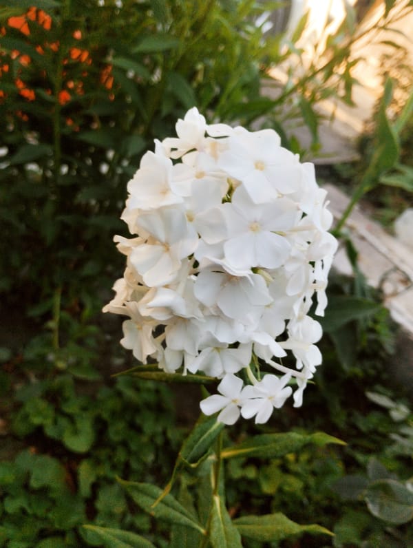 Garden flowers in close-up, Bishkek outskirts