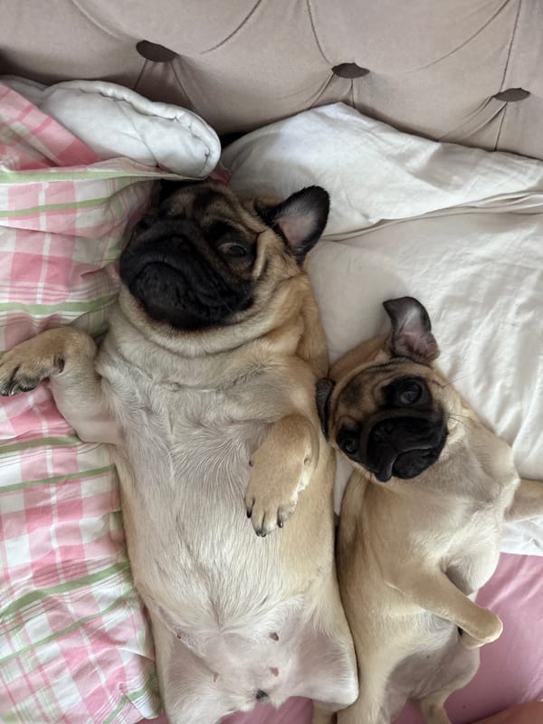 Pugs doing pug things on a very comfortable-looking bed