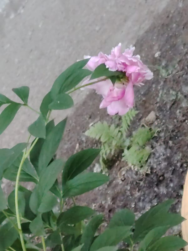 Early morning urban documentation captures everyday Pavlodar street scenes