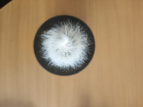 Indoor plants photographed in close-up detail in Votkinsk