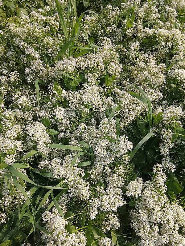Dense white wildflowers bloom across Uzbekistan field