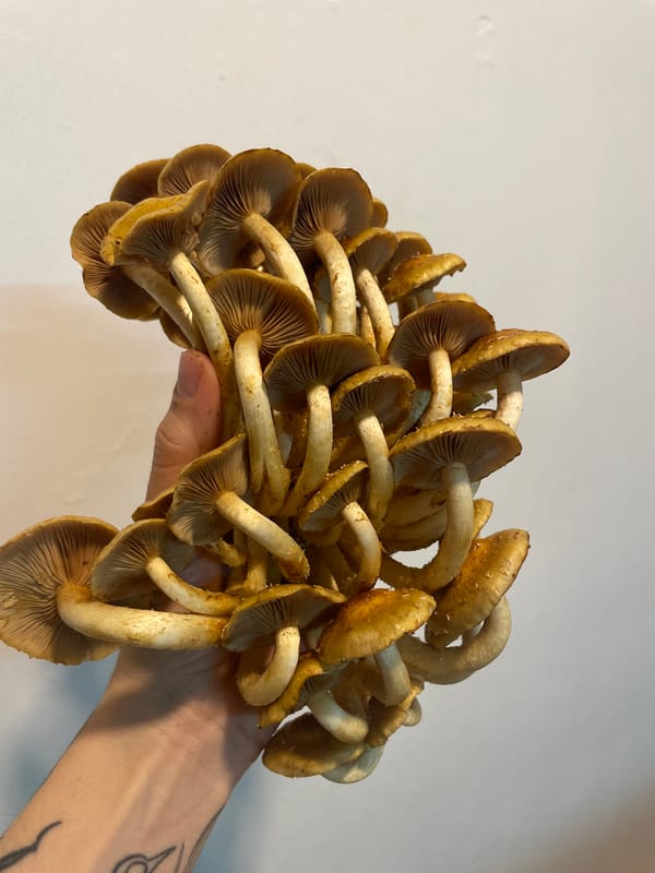 Mushroom varieties documented by witnesses in Ushuaia, Argentina